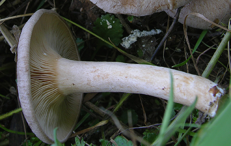 1.Lactarius sp.